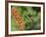 Broad-Billed Hummingbird, Cochise Co, Arizona, Usa-Rebecca Jackrel-Framed Photographic Print