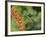 Broad-Billed Hummingbird, Cochise Co, Arizona, Usa-Rebecca Jackrel-Framed Photographic Print