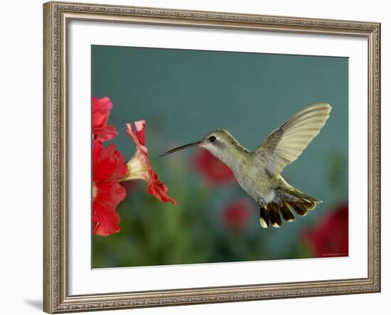 Broad Billed Hummingbird, Female Feeding on Petunia Flower, Arizona, USA-Rolf Nussbaumer-Framed Photographic Print