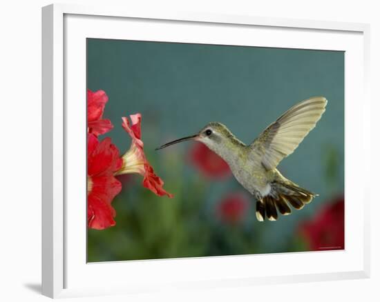 Broad Billed Hummingbird, Female Feeding on Petunia Flower, Arizona, USA-Rolf Nussbaumer-Framed Photographic Print