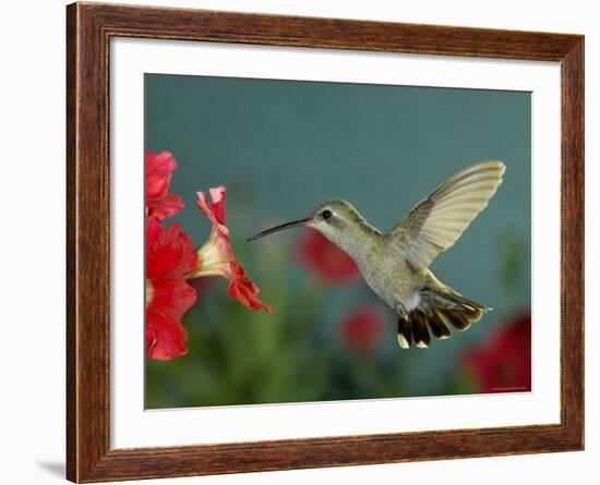 Broad Billed Hummingbird, Female Feeding on Petunia Flower, Arizona, USA-Rolf Nussbaumer-Framed Photographic Print