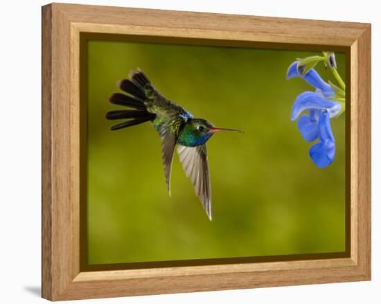 Broad-Billed Hummingbird, Male Feeding on Garden Flowers, USA-Dave Watts-Framed Premier Image Canvas