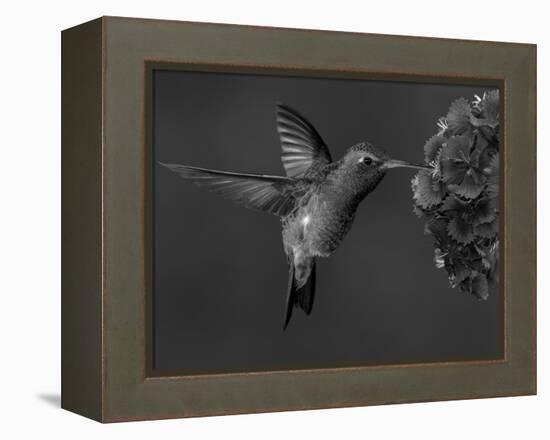 Broad-Billed Hummingbird, Male Feeding on Garden Flowers, USA-Dave Watts-Framed Premier Image Canvas