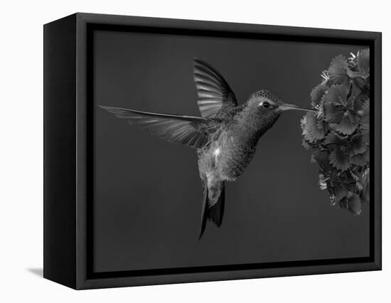 Broad-Billed Hummingbird, Male Feeding on Garden Flowers, USA-Dave Watts-Framed Premier Image Canvas