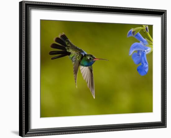 Broad-Billed Hummingbird, Male Feeding on Garden Flowers, USA-Dave Watts-Framed Photographic Print