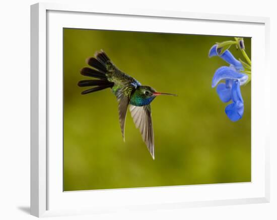 Broad-Billed Hummingbird, Male Feeding on Garden Flowers, USA-Dave Watts-Framed Photographic Print