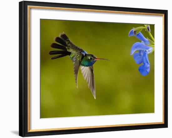 Broad-Billed Hummingbird, Male Feeding on Garden Flowers, USA-Dave Watts-Framed Photographic Print