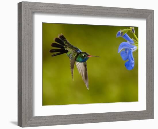 Broad-Billed Hummingbird, Male Feeding on Garden Flowers, USA-Dave Watts-Framed Photographic Print