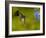 Broad-Billed Hummingbird, Male Feeding on Garden Flowers, USA-Dave Watts-Framed Photographic Print