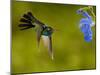 Broad-Billed Hummingbird, Male Feeding on Garden Flowers, USA-Dave Watts-Mounted Photographic Print