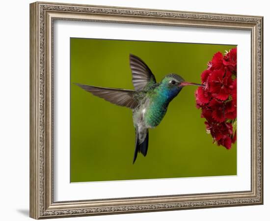 Broad-Billed Hummingbird, Male Feeding on Garden Flowers, USA-Dave Watts-Framed Photographic Print