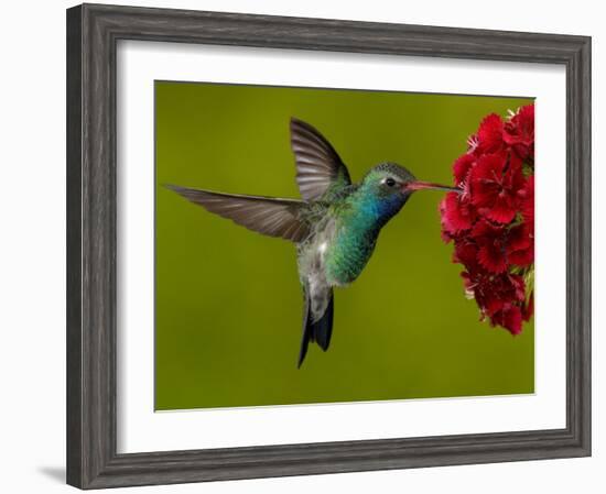 Broad-Billed Hummingbird, Male Feeding on Garden Flowers, USA-Dave Watts-Framed Photographic Print