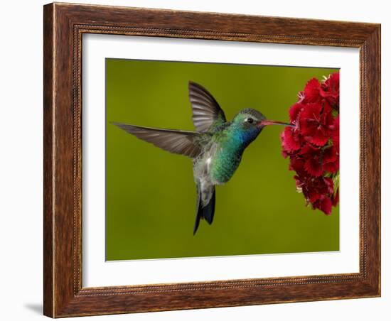 Broad-Billed Hummingbird, Male Feeding on Garden Flowers, USA-Dave Watts-Framed Photographic Print