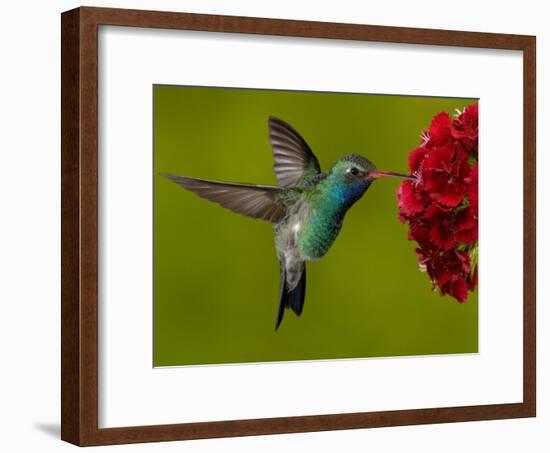 Broad-Billed Hummingbird, Male Feeding on Garden Flowers, USA-Dave Watts-Framed Photographic Print