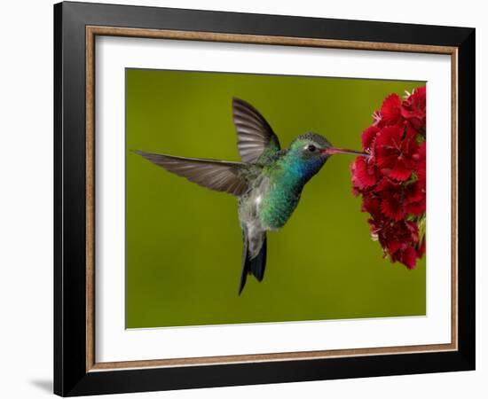 Broad-Billed Hummingbird, Male Feeding on Garden Flowers, USA-Dave Watts-Framed Photographic Print