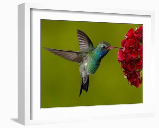 Broad-Billed Hummingbird, Male Feeding on Garden Flowers, USA-Dave Watts-Framed Photographic Print