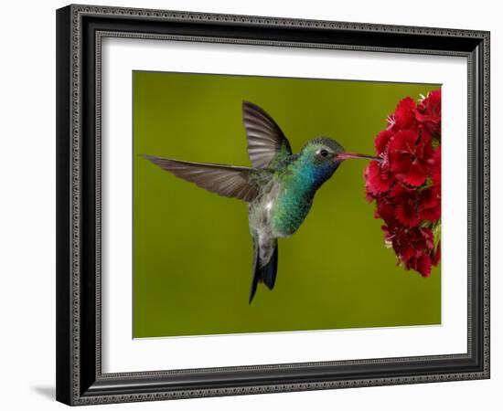 Broad-Billed Hummingbird, Male Feeding on Garden Flowers, USA-Dave Watts-Framed Photographic Print