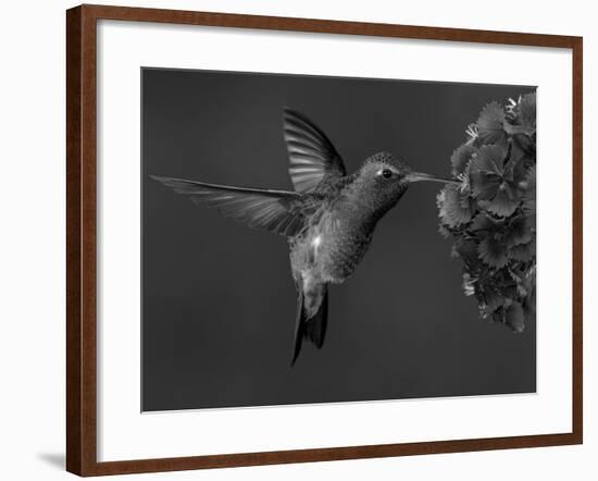 Broad-Billed Hummingbird, Male Feeding on Garden Flowers, USA-Dave Watts-Framed Photographic Print