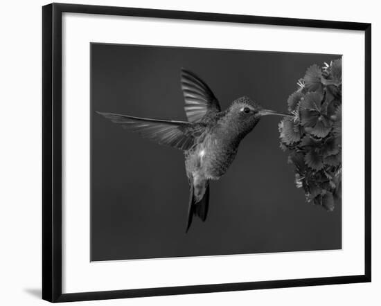 Broad-Billed Hummingbird, Male Feeding on Garden Flowers, USA-Dave Watts-Framed Photographic Print