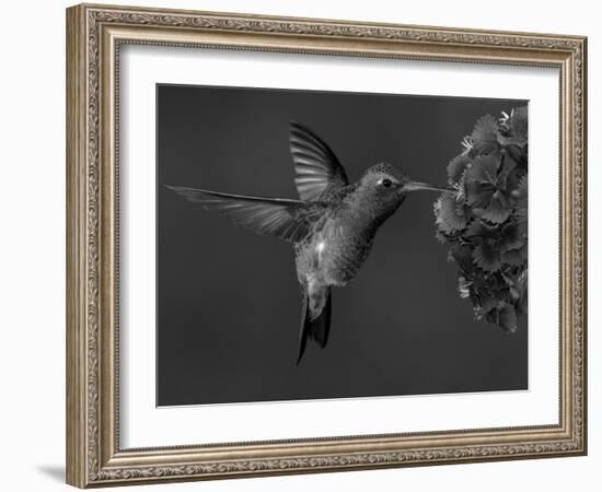 Broad-Billed Hummingbird, Male Feeding on Garden Flowers, USA-Dave Watts-Framed Photographic Print