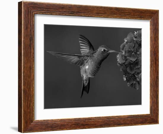 Broad-Billed Hummingbird, Male Feeding on Garden Flowers, USA-Dave Watts-Framed Photographic Print