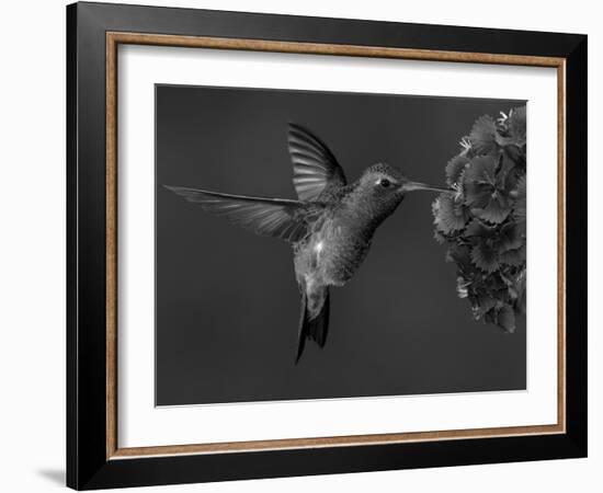 Broad-Billed Hummingbird, Male Feeding on Garden Flowers, USA-Dave Watts-Framed Photographic Print