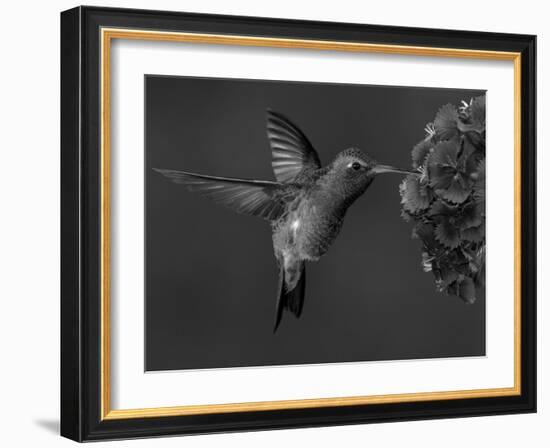 Broad-Billed Hummingbird, Male Feeding on Garden Flowers, USA-Dave Watts-Framed Photographic Print