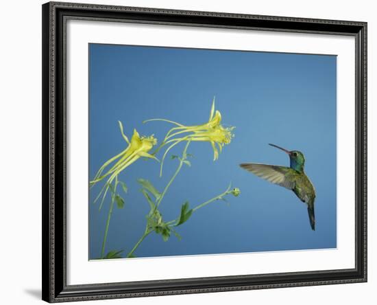 Broad Billed Hummingbird, Male Feeding on Longspur Columbine Flower, Arizona, USA-Rolf Nussbaumer-Framed Photographic Print