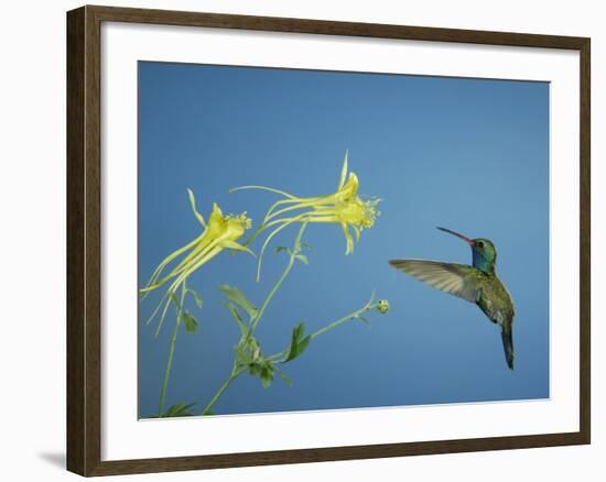 Broad Billed Hummingbird, Male Feeding on Longspur Columbine Flower, Arizona, USA-Rolf Nussbaumer-Framed Photographic Print