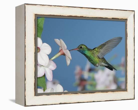 Broad Billed Hummingbird, Male Feeding on Nicotiana Flower, Arizona, USA-Rolf Nussbaumer-Framed Premier Image Canvas