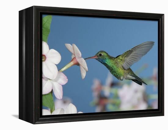 Broad Billed Hummingbird, Male Feeding on Nicotiana Flower, Arizona, USA-Rolf Nussbaumer-Framed Premier Image Canvas