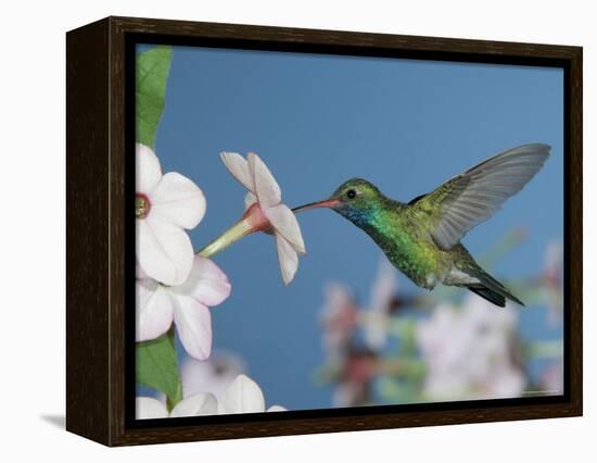 Broad Billed Hummingbird, Male Feeding on Nicotiana Flower, Arizona, USA-Rolf Nussbaumer-Framed Premier Image Canvas