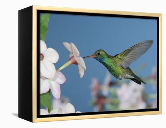 Broad Billed Hummingbird, Male Feeding on Nicotiana Flower, Arizona, USA-Rolf Nussbaumer-Framed Premier Image Canvas