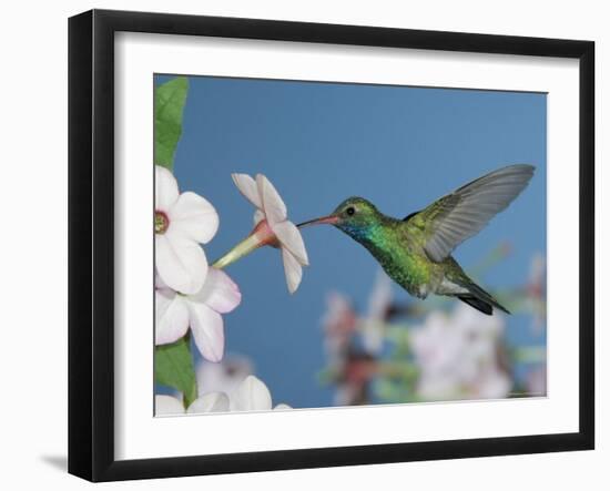 Broad Billed Hummingbird, Male Feeding on Nicotiana Flower, Arizona, USA-Rolf Nussbaumer-Framed Photographic Print