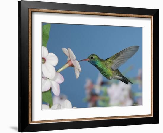 Broad Billed Hummingbird, Male Feeding on Nicotiana Flower, Arizona, USA-Rolf Nussbaumer-Framed Photographic Print