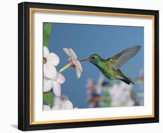 Broad Billed Hummingbird, Male Feeding on Nicotiana Flower, Arizona, USA-Rolf Nussbaumer-Framed Photographic Print