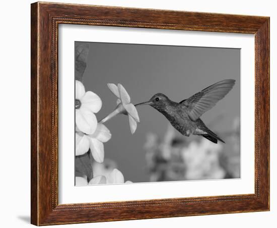 Broad Billed Hummingbird, Male Feeding on Nicotiana Flower, Arizona, USA-Rolf Nussbaumer-Framed Photographic Print