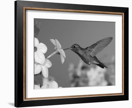 Broad Billed Hummingbird, Male Feeding on Nicotiana Flower, Arizona, USA-Rolf Nussbaumer-Framed Photographic Print