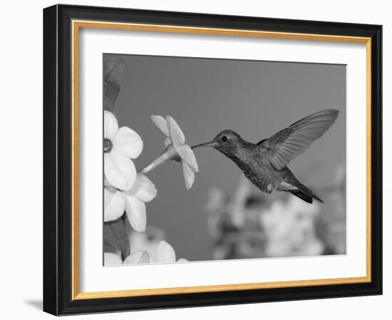 Broad Billed Hummingbird, Male Feeding on Nicotiana Flower, Arizona, USA-Rolf Nussbaumer-Framed Photographic Print