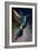 Broad Billed Hummingbird-Vivienne Dupont-Framed Art Print