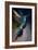 Broad Billed Hummingbird-Vivienne Dupont-Framed Art Print