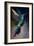 Broad Billed Hummingbird-Vivienne Dupont-Framed Art Print