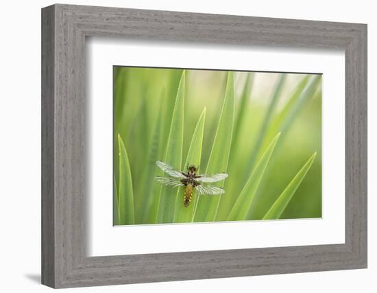 Broad bodied chaser dragonfly, Broxwater, Cornwall, UK-Ross Hoddinott-Framed Photographic Print