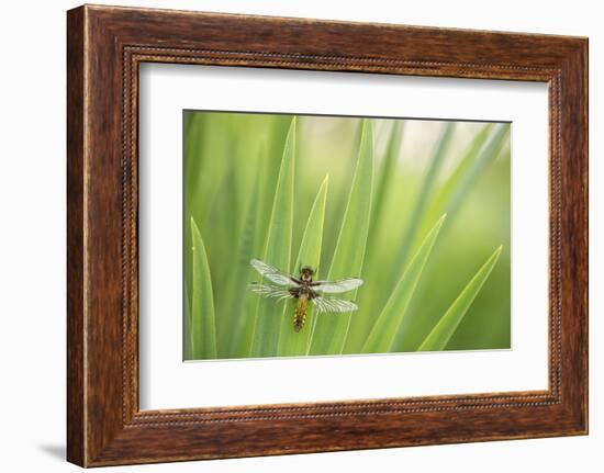 Broad bodied chaser dragonfly, Broxwater, Cornwall, UK-Ross Hoddinott-Framed Photographic Print