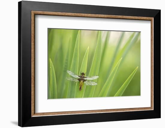 Broad bodied chaser dragonfly, Broxwater, Cornwall, UK-Ross Hoddinott-Framed Photographic Print