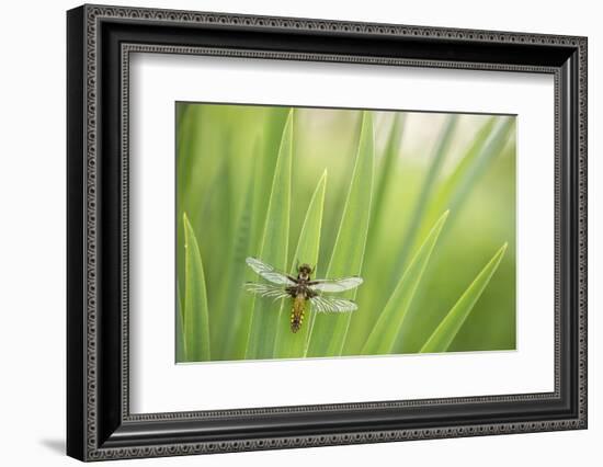 Broad bodied chaser dragonfly, Broxwater, Cornwall, UK-Ross Hoddinott-Framed Photographic Print