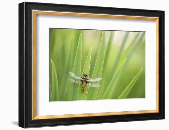 Broad bodied chaser dragonfly, Broxwater, Cornwall, UK-Ross Hoddinott-Framed Photographic Print