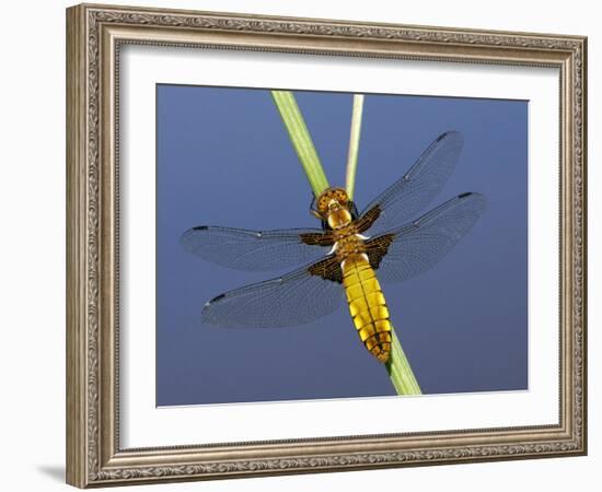 Broad-Bodied Chaser Dragonfly Cornwall, UK-Ross Hoddinott-Framed Photographic Print