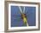 Broad-Bodied Chaser Dragonfly Cornwall, UK-Ross Hoddinott-Framed Photographic Print