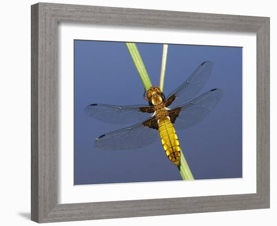 Broad-Bodied Chaser Dragonfly Cornwall, UK-Ross Hoddinott-Framed Photographic Print